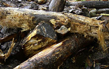 san_t1_01_0080.jpg